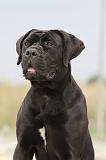 CANE CORSO 571